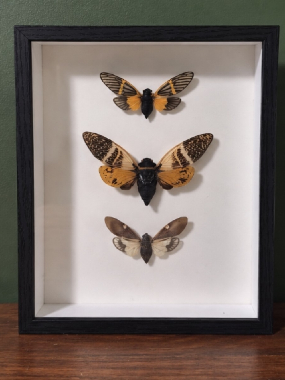 Framed Yellow and Brown Cicada Shadow Box Wall Art